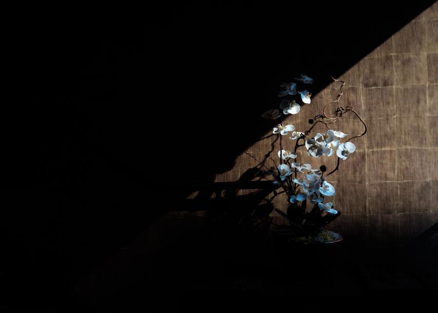 Image of flowers in a beam of light