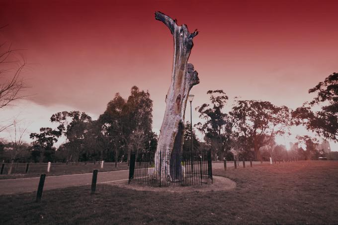 A photo of a Melbourne Scar tree